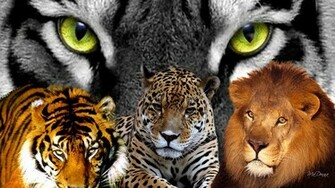 Big Cats Wallpaper