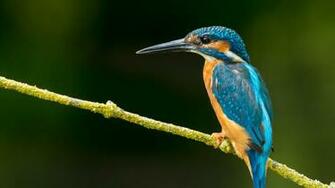 Kingfisher Wallpaper High Quality Resolution Pics