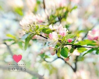 Apple Blossom Wallpaper