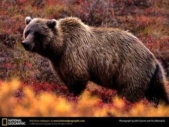 Grizzly Bear