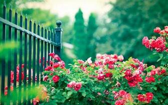 Beautiful Spain Roses In Garden Wallpaper New HD