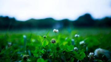 4k Leaves Plant Wallpaper