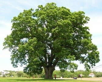 Description Keeler Oak Tree Distance Photo May Jpg