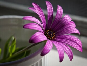 Flowers For Flower Lovers Desk Top HD Beautiful Wallpaper