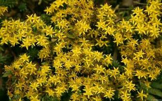Plants Flowers Windows Wallpaper All For
