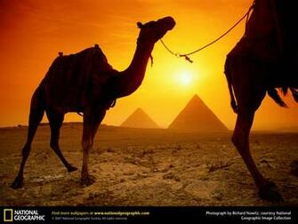 Wallpaper Collections Camel Background