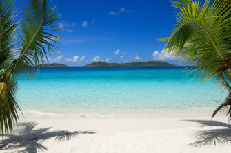 Palm Tree Beach Wallpaper