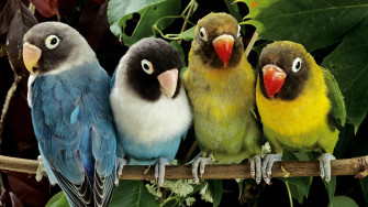 Parrot 2bwallpaper Wallpaper
