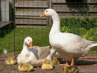 Home Desktop Wallpaper Animals Birds Background Goose Family