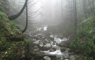 Rainy Forest Wallpaper Windows Background