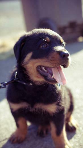 Rottweiler Puppy Wallpaper