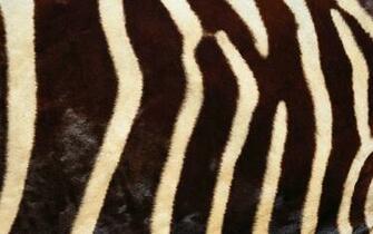 Fur Wallpaper For Bedrooms And Make This