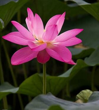 Pink Lotus Flower Wallpaper Pictures Image