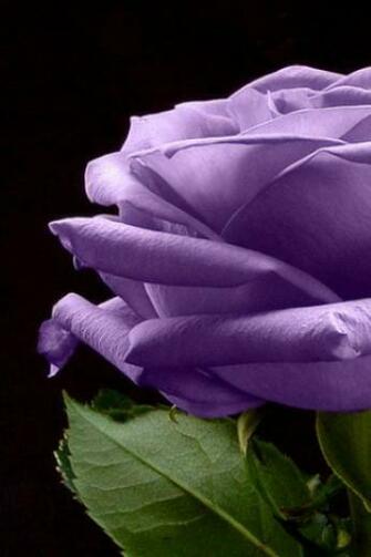 Purple Rose Wallpaper Screensaver Pre Id