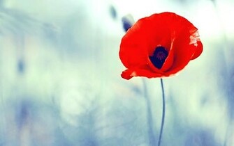 Poppy Flower Image And Wallpaper