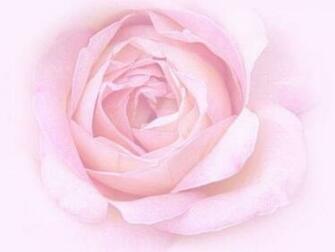 Pink Rose Background