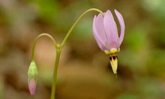 Wallpaper Background Dodecatheon Meadia Shooting Star Flower HD