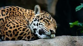 Jaguar Animal Black Cat Close Up