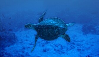 Scuba Diving Wallpaper
