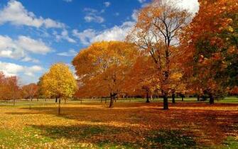 Forest Park Wallpaper For Android Apk