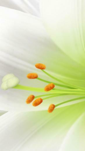 Easter Browser Themes Desktop Wallpaper iPhone