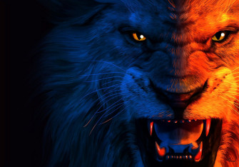 Lions Wallpaper