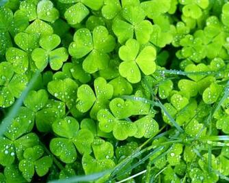 St Patrick S Day Powerpoint Background Ppt Garden