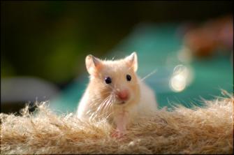 Hamster Background Photos HD Wallpaper