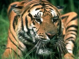 Tiger Face Screensaver Screensavers