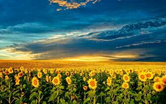 Beautiful Sunflower Field HD Wallpaper Explore