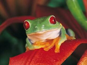 Frog Screensaver Screensavers