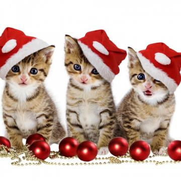 Christmas Wallpaper For iPad Air Image