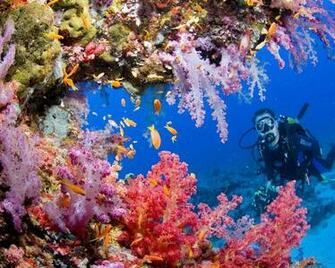 Underwater Fish World Windows Background Beautiful Wallpaper
