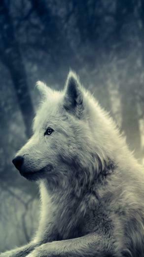 Samsung Galaxy S3 White Wolf Wallpaper