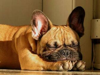 French Bulldog HD Wallpaper In High Resolution All