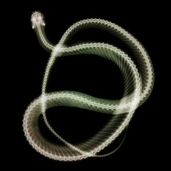 Ray Snake iPad Background Best Wallpaper