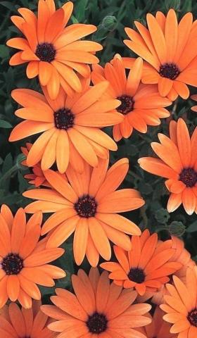 Flowers iPhone Wallpaper Beautiful Orange