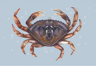 A Colourful Dungeness Crab On Bubble Sea Background Wallpaper