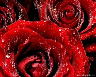 Red Rose Love Wallpaper E Entertainment