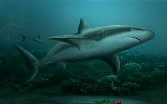 Sharks Wallpaper