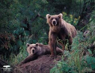 Grizzly Wallpaper