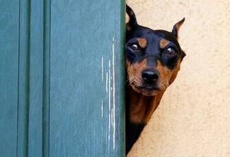 Jeo87 Doberman Wallpaper In Best Resolutions HD