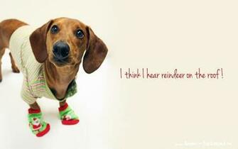 Days Of Cheer Holiday Desktop Wallpaper Ammo The Dachshund