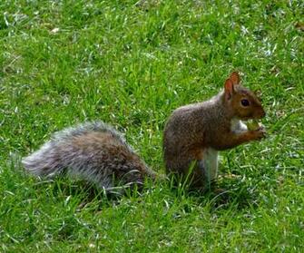 Squirrel Desktop Background Wallpaper