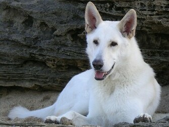 Lying White Shepherd Dogs Photo And Wallpaper Beautiful