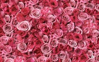 HD Flower Wallpaper For Pc Of Nature