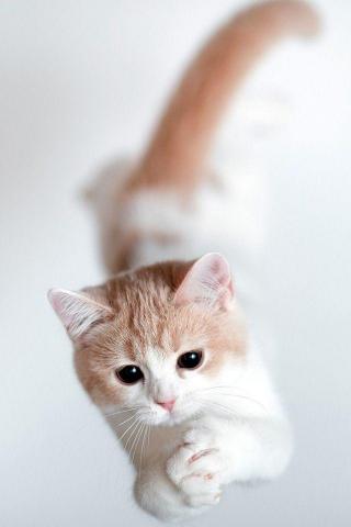 Takequickbreak Cute Cat Wallpaper Cats Animal