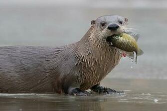 Do Otters Eat A Lot Of Rockfish Fisherynation