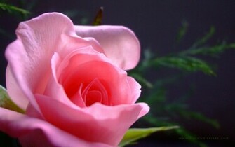 Pink Rose