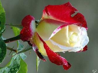 Flowers Pictures Wallpaper Red Roses